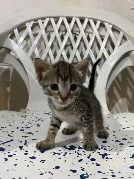 Gatinha Fofa Procurando um Lar - Foto 2