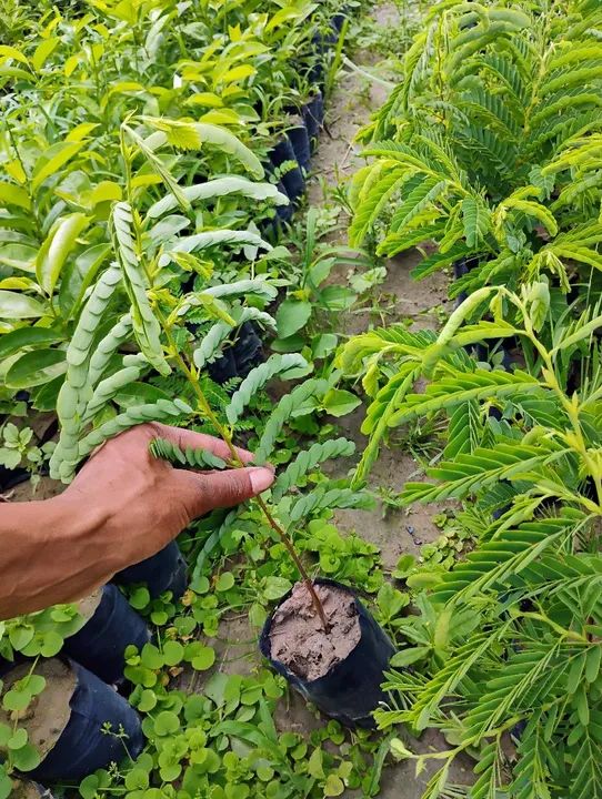 Mudas de fruteiras  - Foto 3