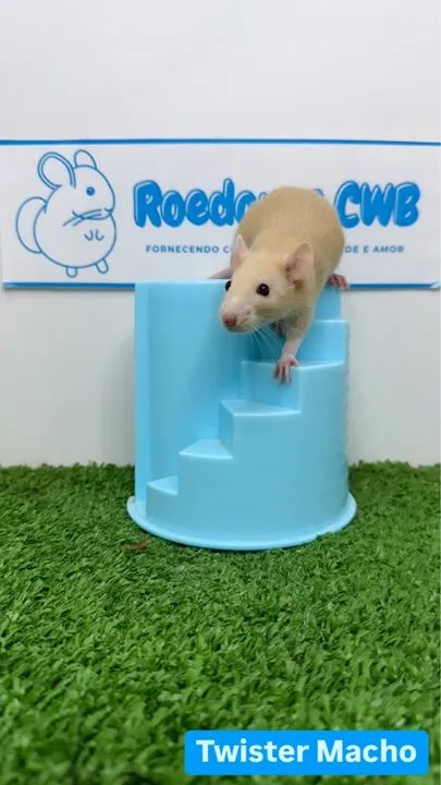 Rato Twister/Mercol (Roedores CWB) 