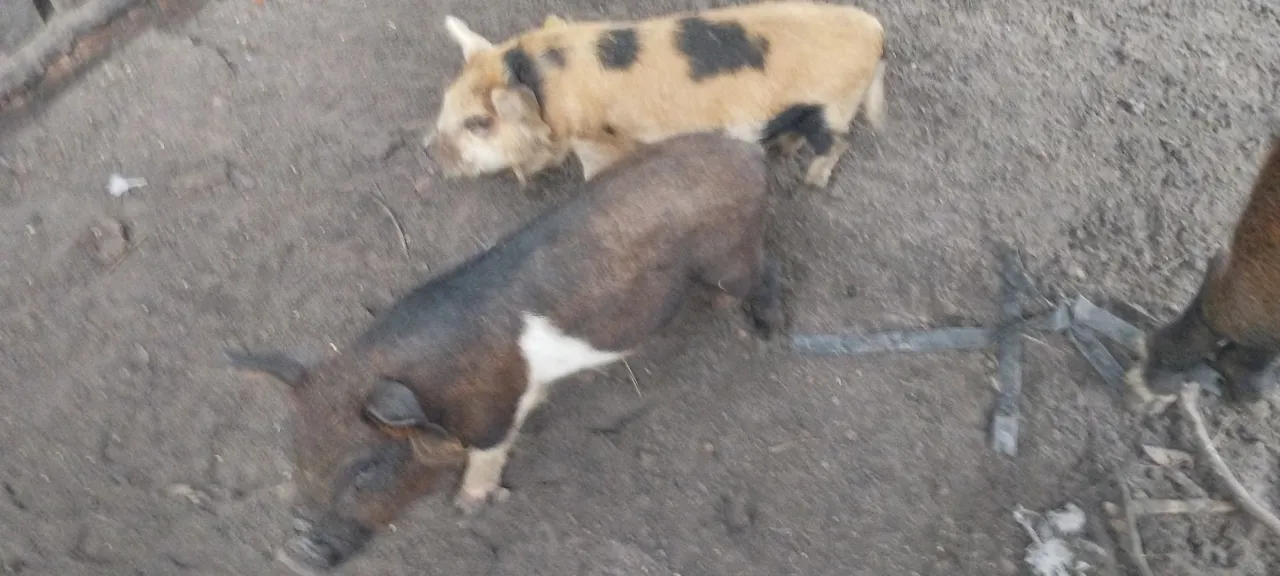 Porquinhos para Criação