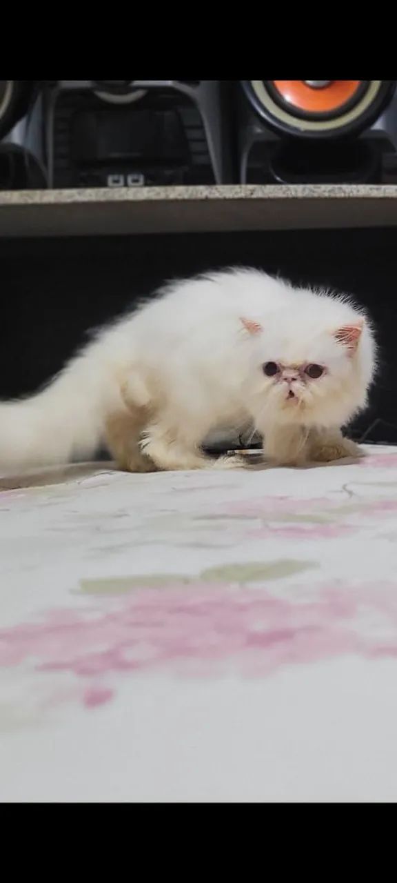 Gato persa olhos ímpares  . 