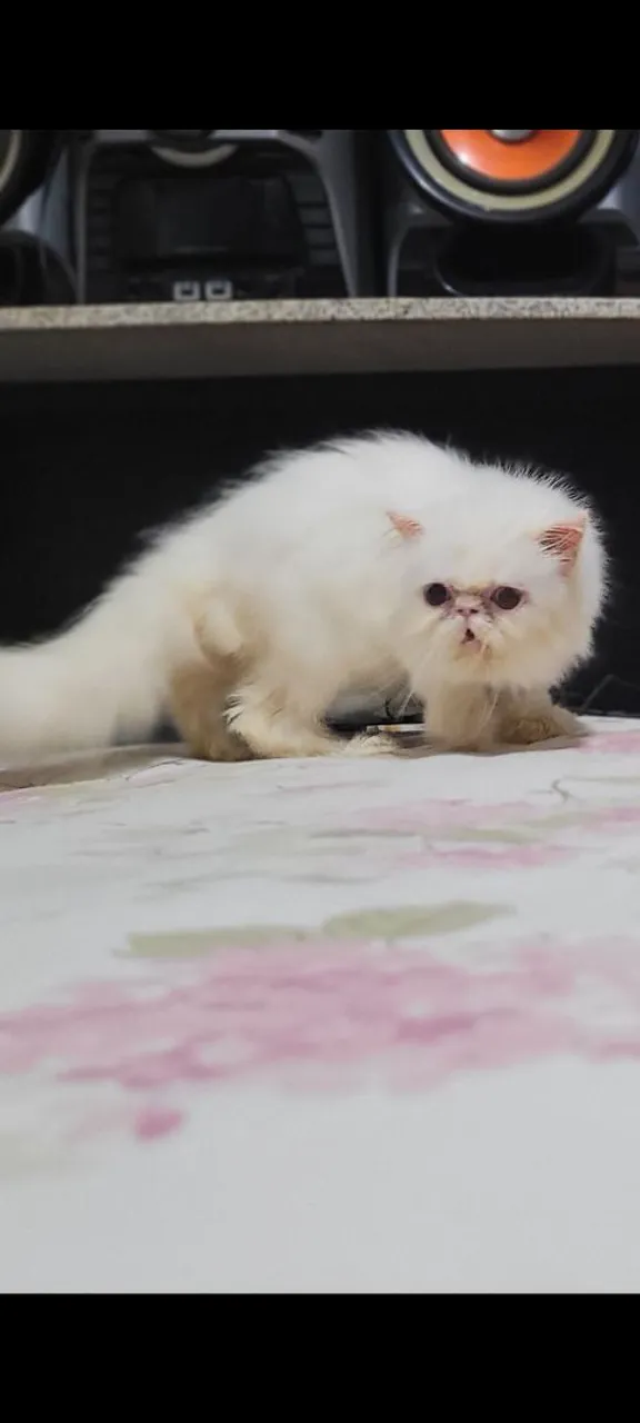 Gato persa olhos ímpares
