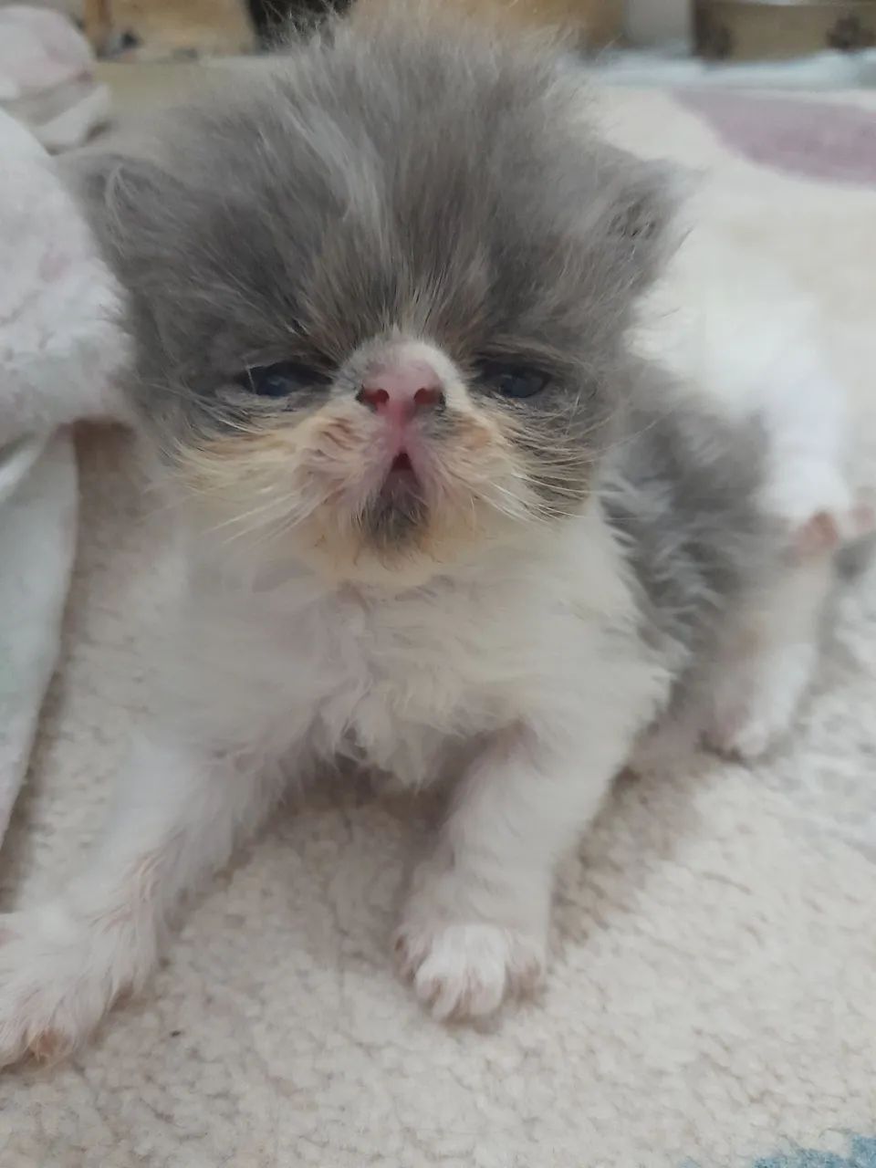 Lindos  gatos  persa  Himalaia  - Foto 4