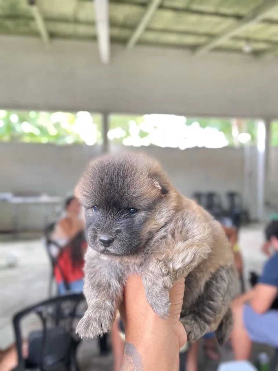 Filhote de Chow-Chow - Foto 2