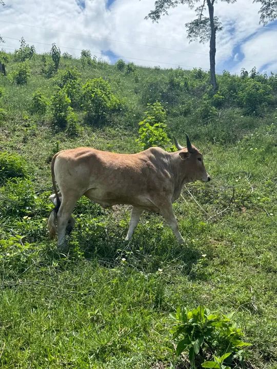 Vaca na hora de parir e gado solteiro  - Foto 6
