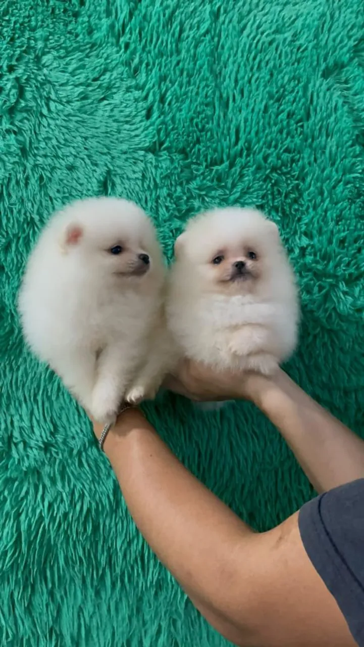 Spitz alemão disponível com pedigree