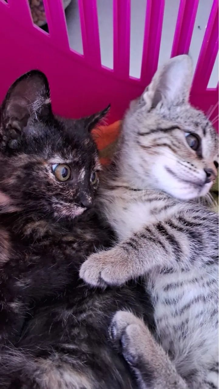 Doa-se 2 fêmeas apenas lares seguros com telas sem acesso à rua - Foto 4