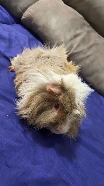 Porquinho da índia pelo longo  - Foto 3