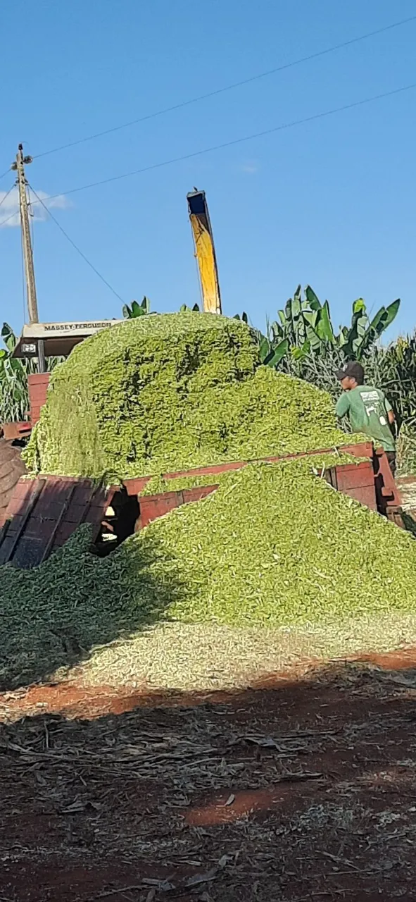 Silo de milho para animais