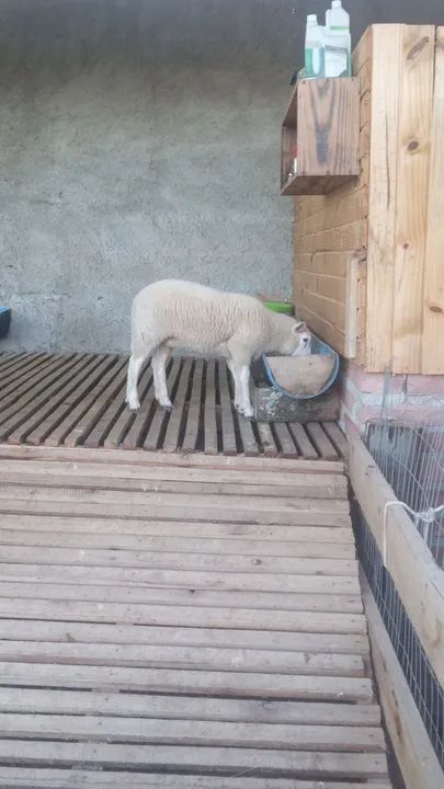 Ovelha texel filhote  - Foto 4