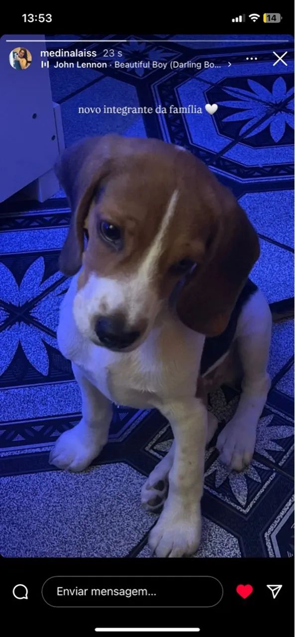 Filhote Beagle 2 meses