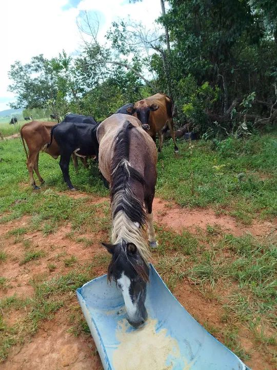 Cavalo Pampa  - Foto 6