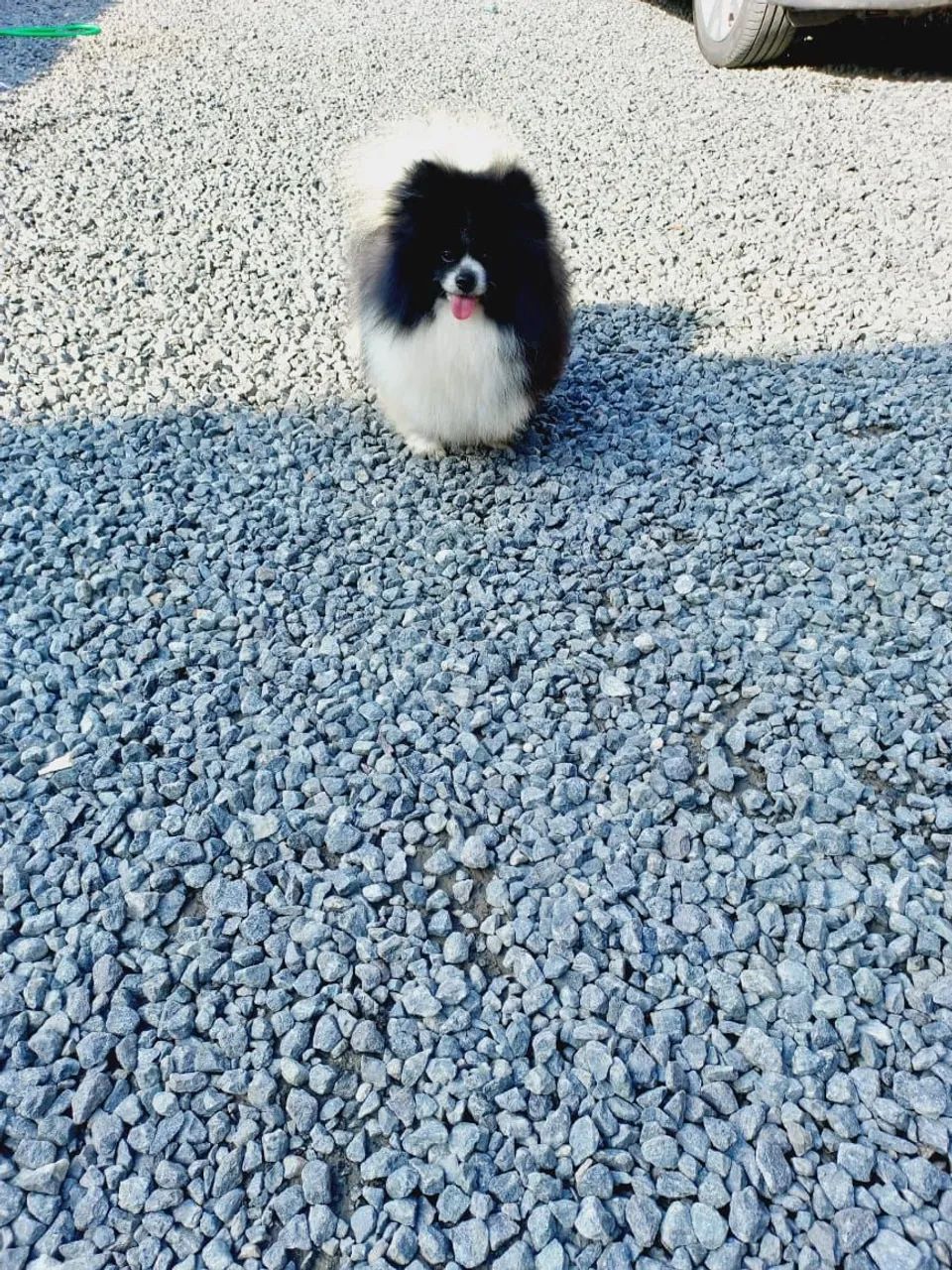 Spitz alemão anão (macho padreador adulto) - Foto 2