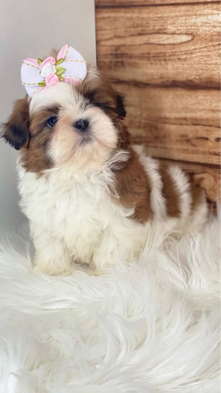 Filhote Shih Tzu fêmea e macho