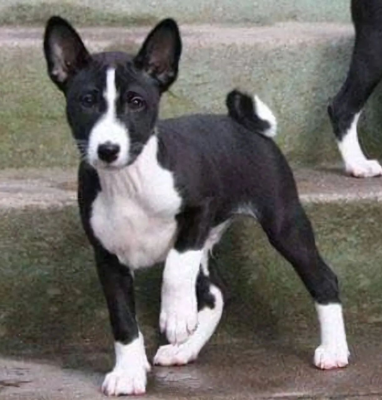 Filhotes de Basenji - Foto 3