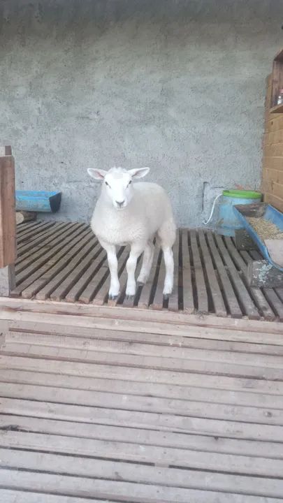 Ovelha texel filhote 