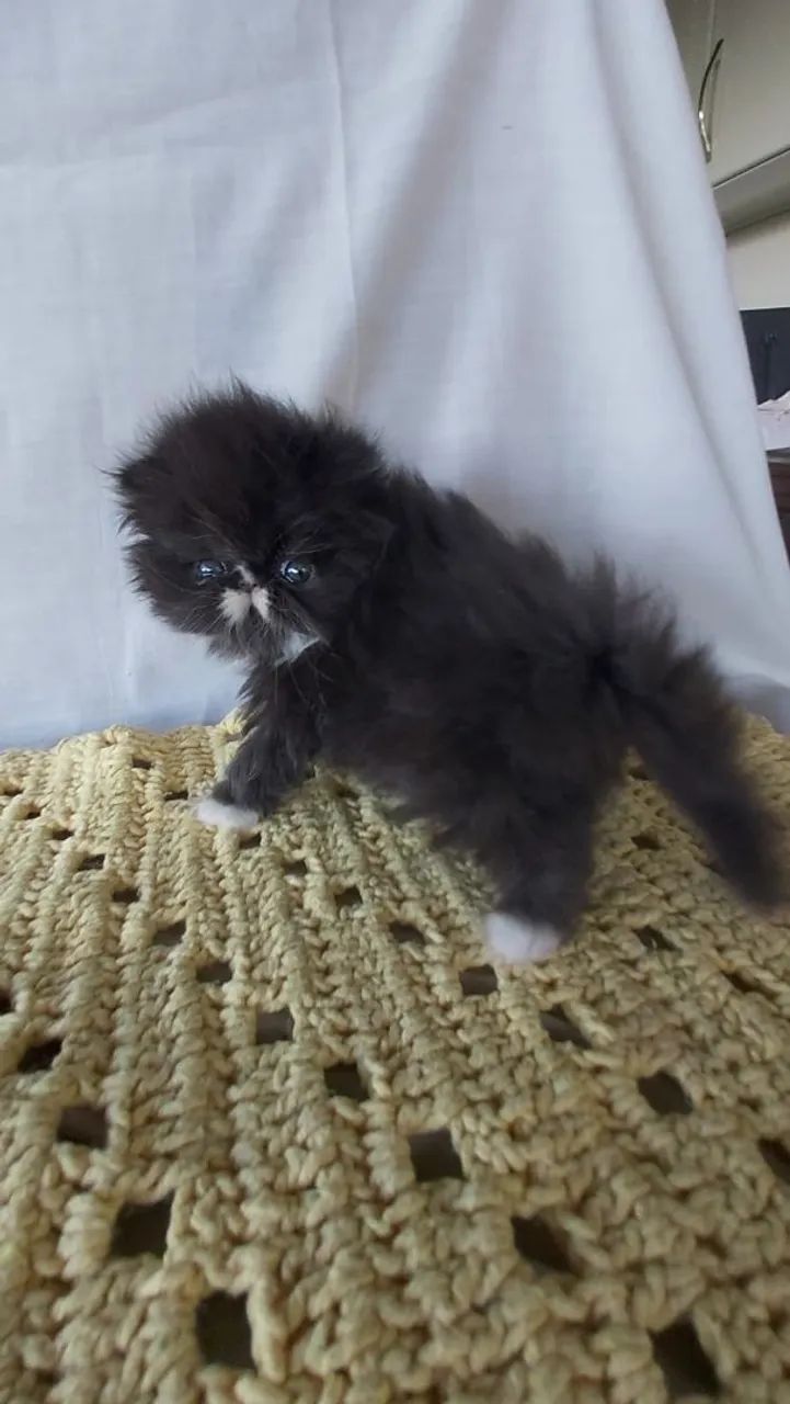 Gato Persa Show Puro  - Foto 4