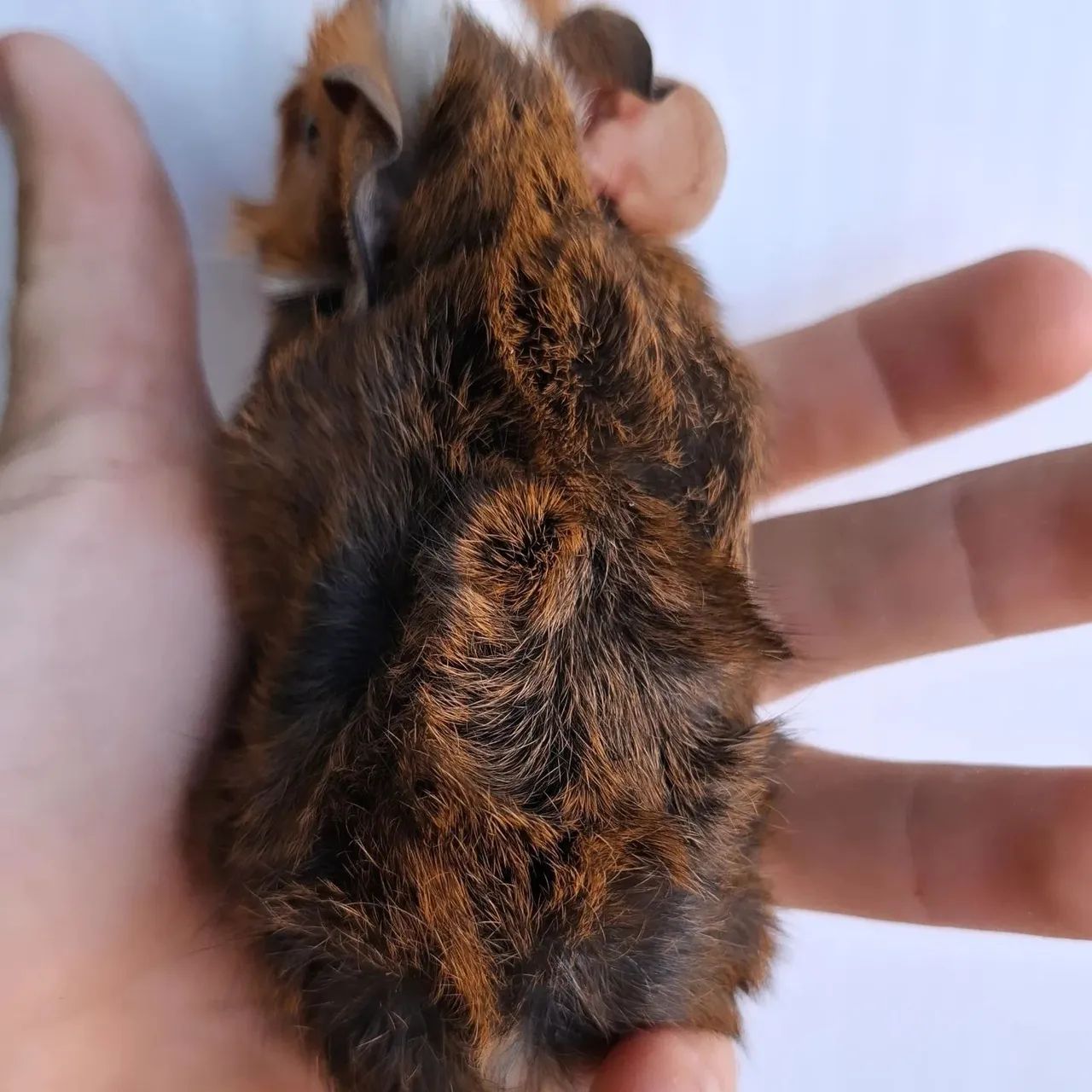 Filhotes de porquinho da india  - Foto 5