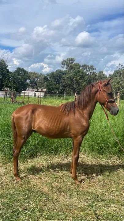 Potro mangalarga machador registrado