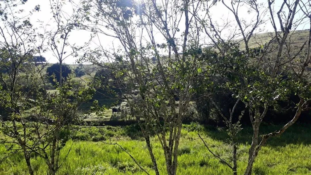 Área Comercial de 911 hectares com Pastagens e Eucaliptos em Centro, Passa Quatro, MG. - Foto 3