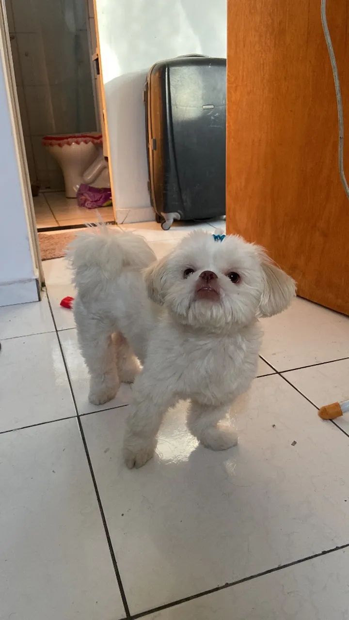 doa-se um shitszu de 2 anos