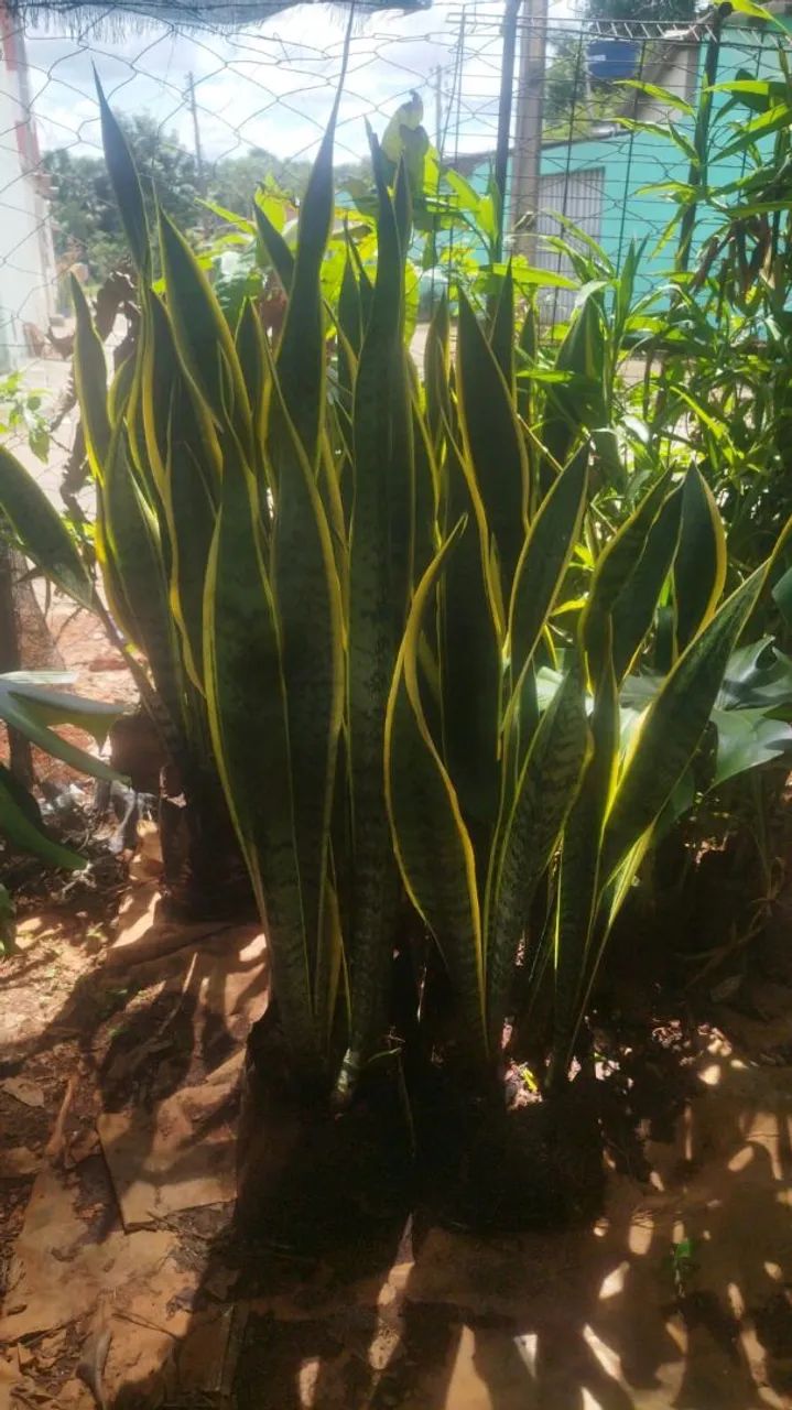 Espada de São Jorge  - Foto 3