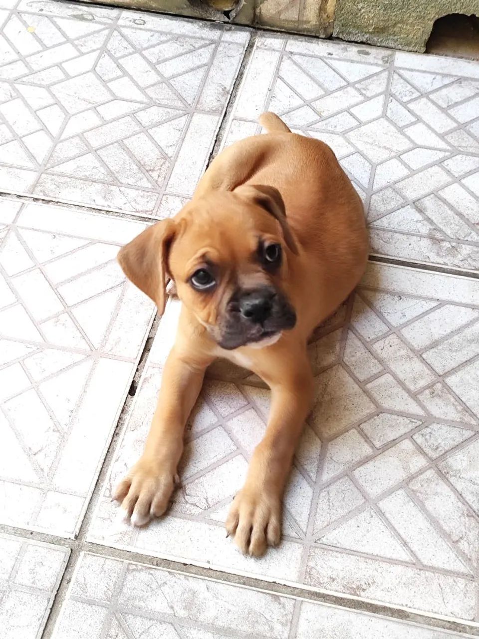 Filhotes de Boxer macho  - Foto 6