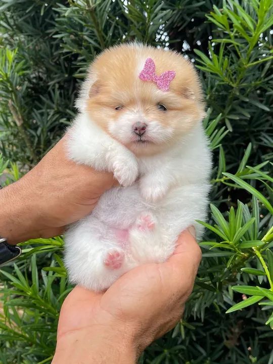 Lulu da pomerania femeas  - Foto 2