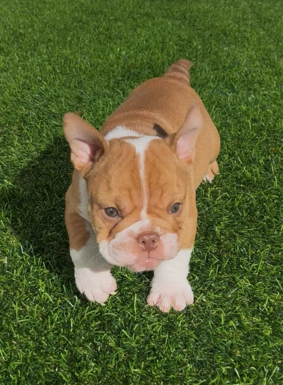 Filhote de Bulldog inglês! Garanta o seu  - Foto 3