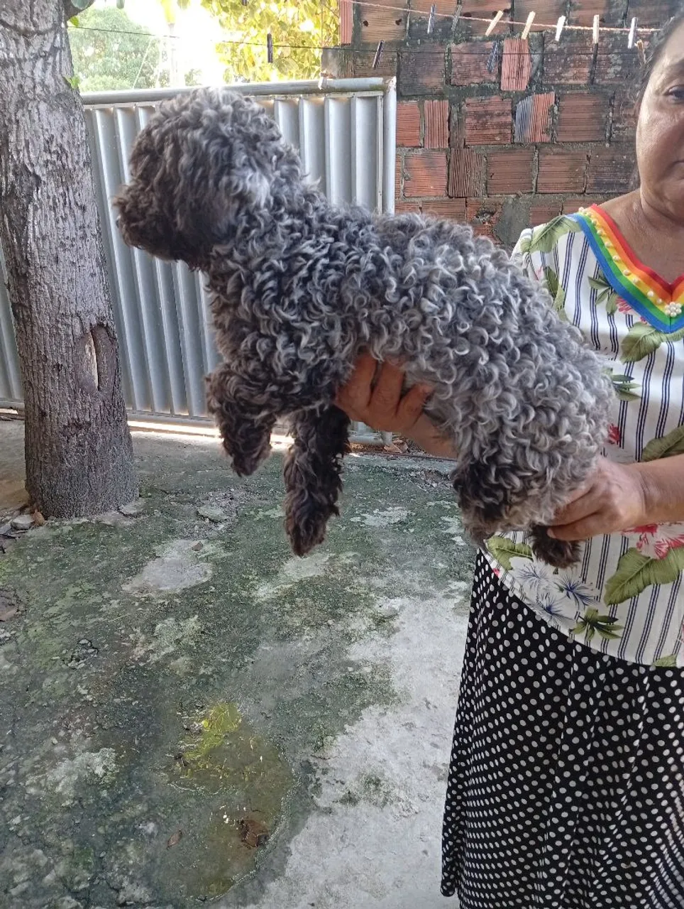Poodle Toy original