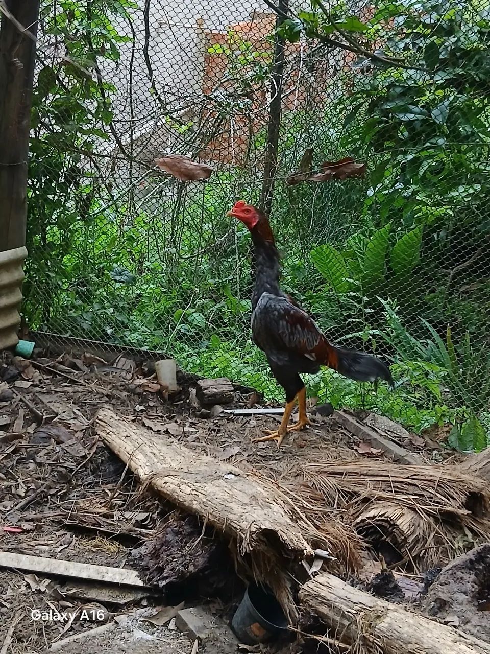 Galinha 64304560509315122