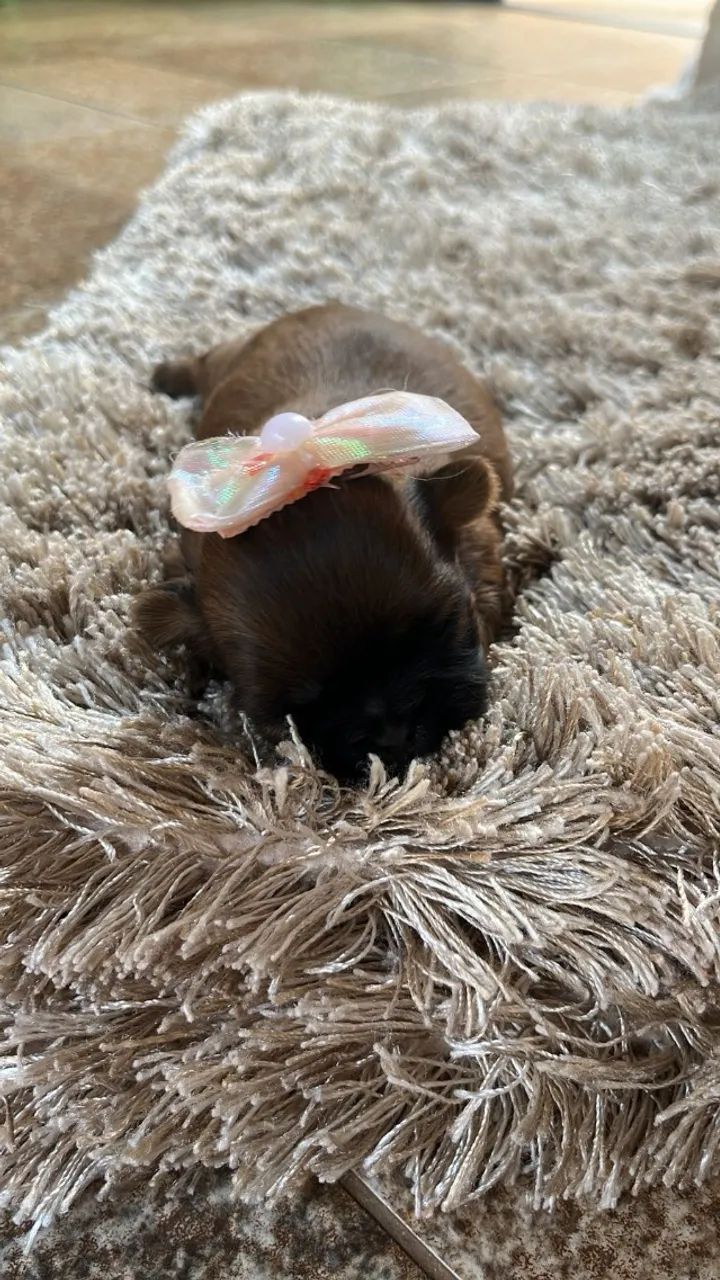 Filhotinho de shitzu disponível 3 femea s 1 machinho - Foto 4