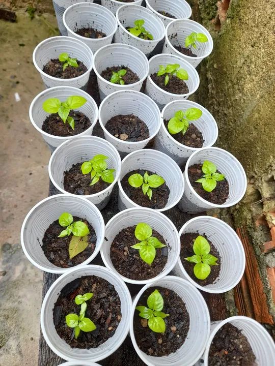 Muda de pimenta de cheiro 