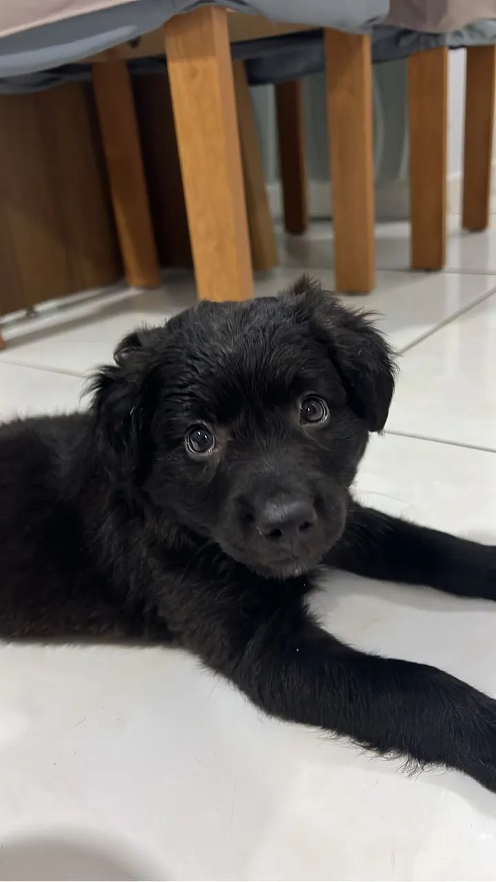 adoção responsável  - Foto 2