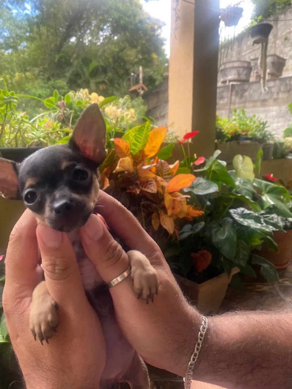 Vendo lindos filhotes de Pinscher