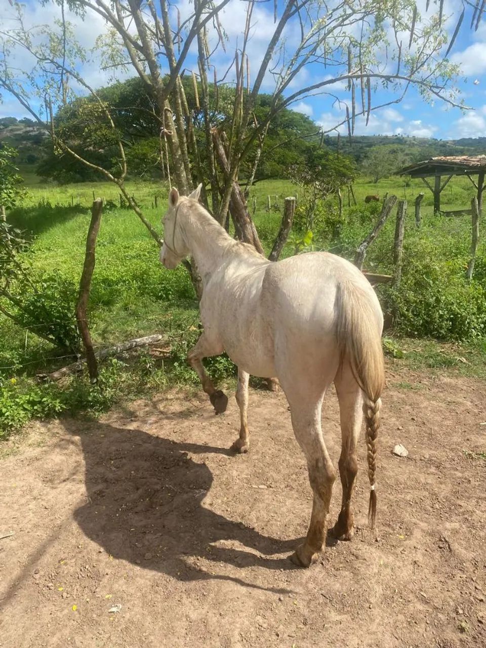 Égua de Picado - Foto 3
