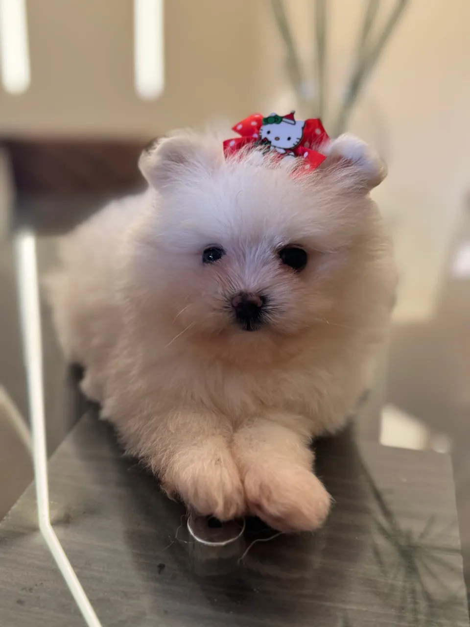 Filhote de Spitz Alemão Mini fêmea