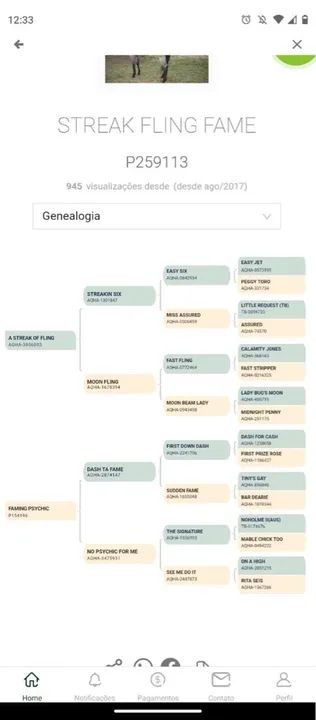 Potro Quarto de Milha - Foto 5