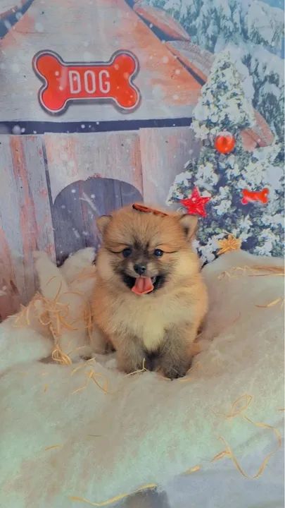 Filhotes de Spitz Alemão | Spitz Alemão 