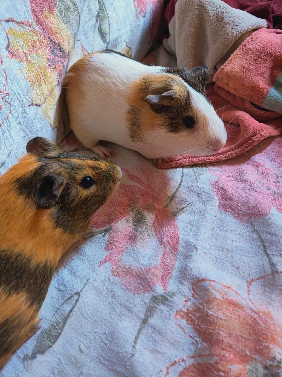 Dois porquinhos da índia machos fofinhos para adoção - Foto 3