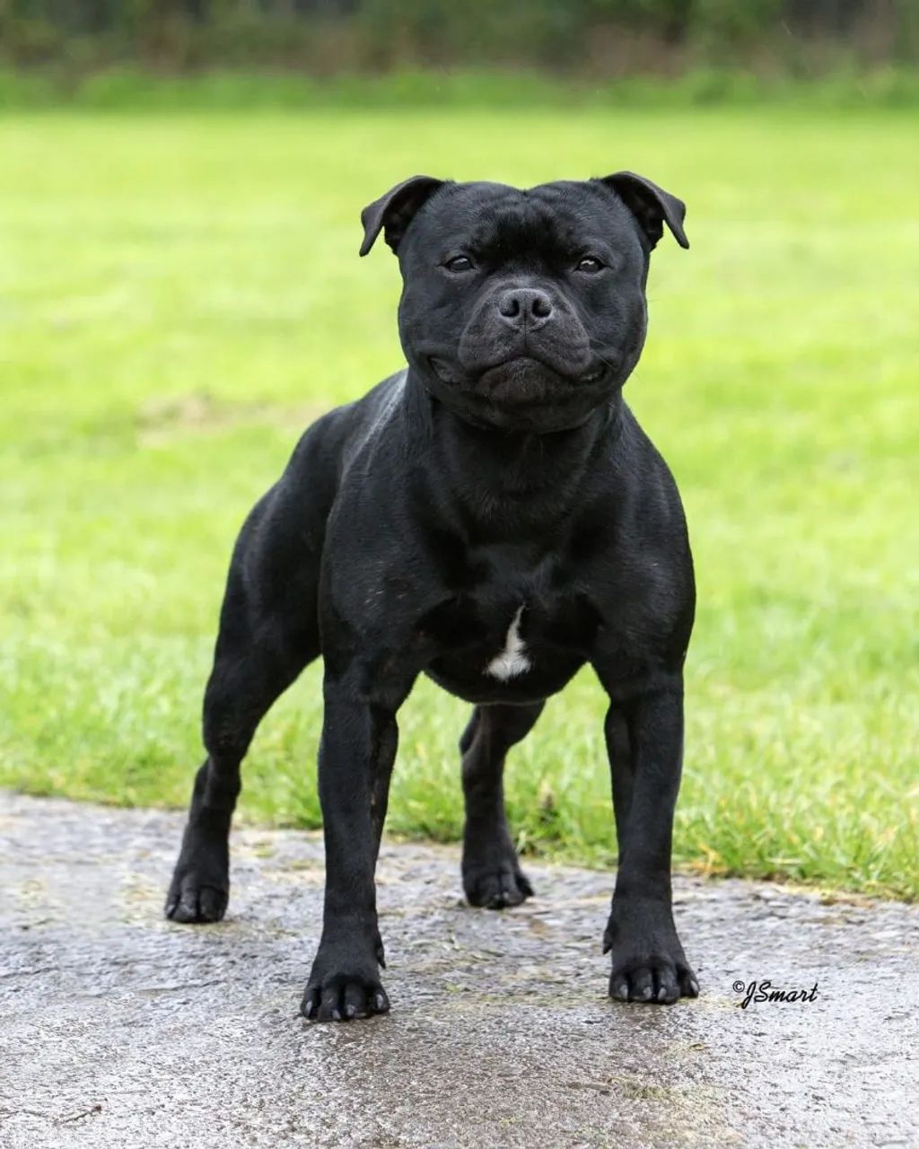 Filhotes de Staffordshire Bull Terrier - Foto 2
