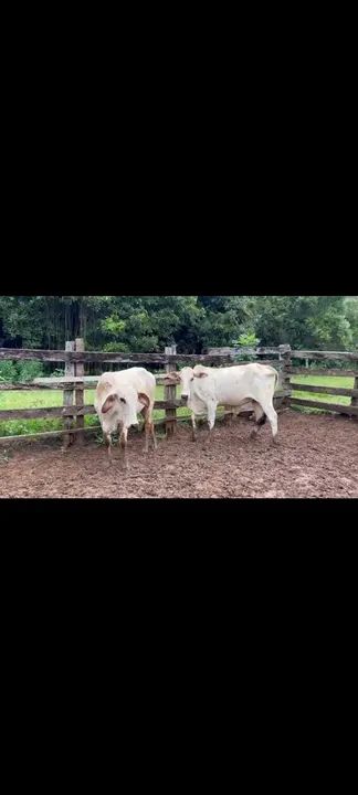 Vaca gorda  - Foto 2