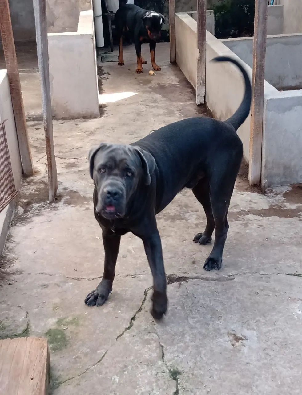 Vendo cane corso 