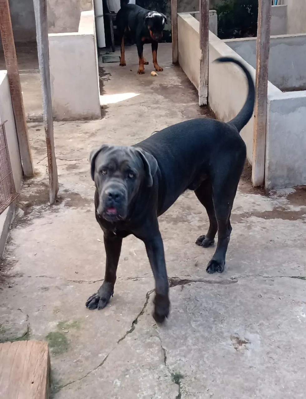 Vendo cane corso