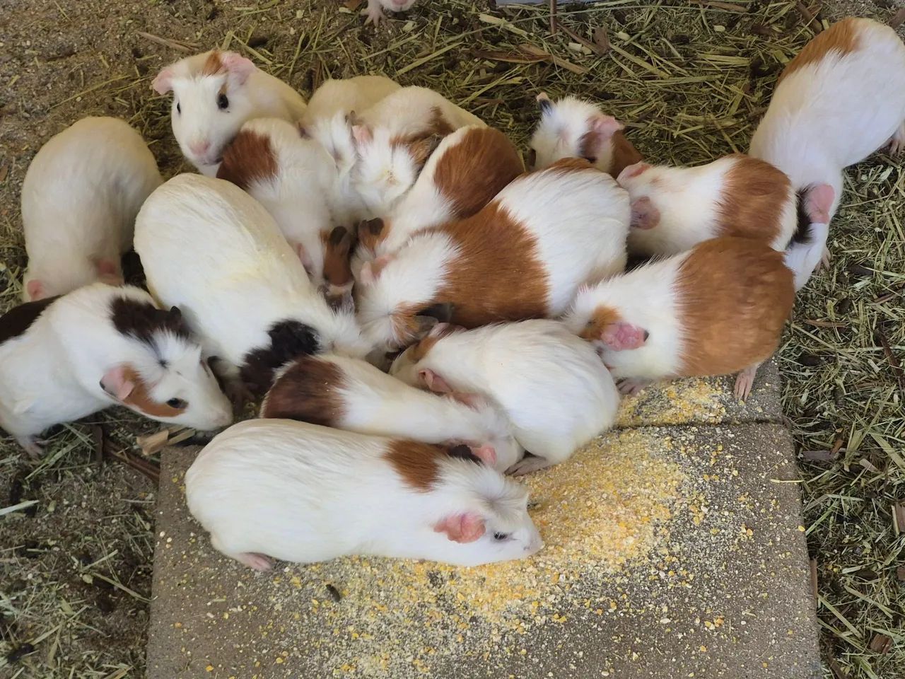 Cuy - Porquinho da Índia Gigante  - Foto 6
