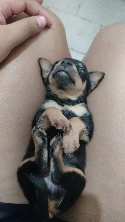 Filhotes de Pinscher Miniatura - Foto 4