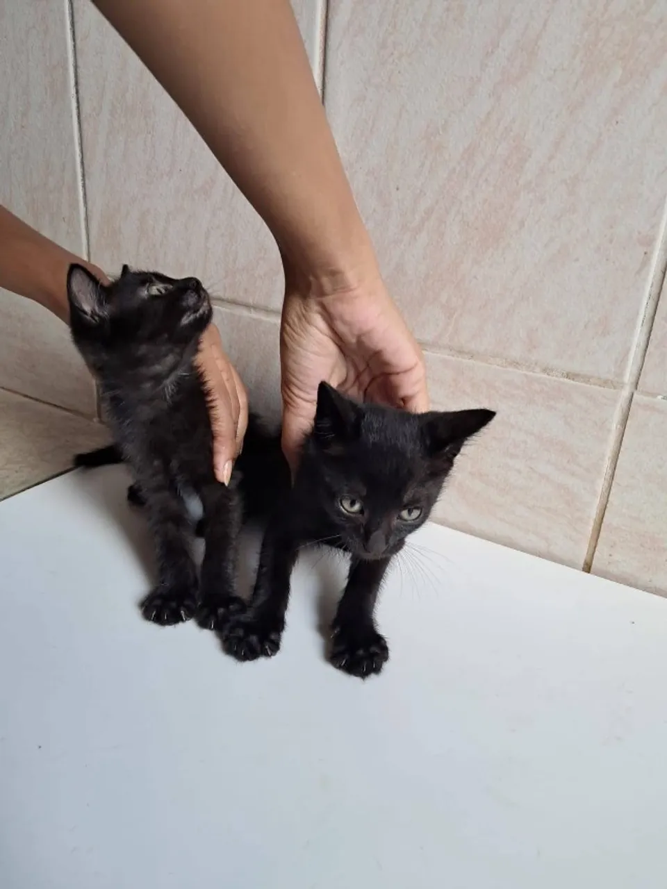 Gatinhos filhotes para adoção 