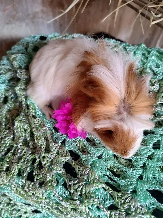 Lindosss porquinho da índia  - Foto 6