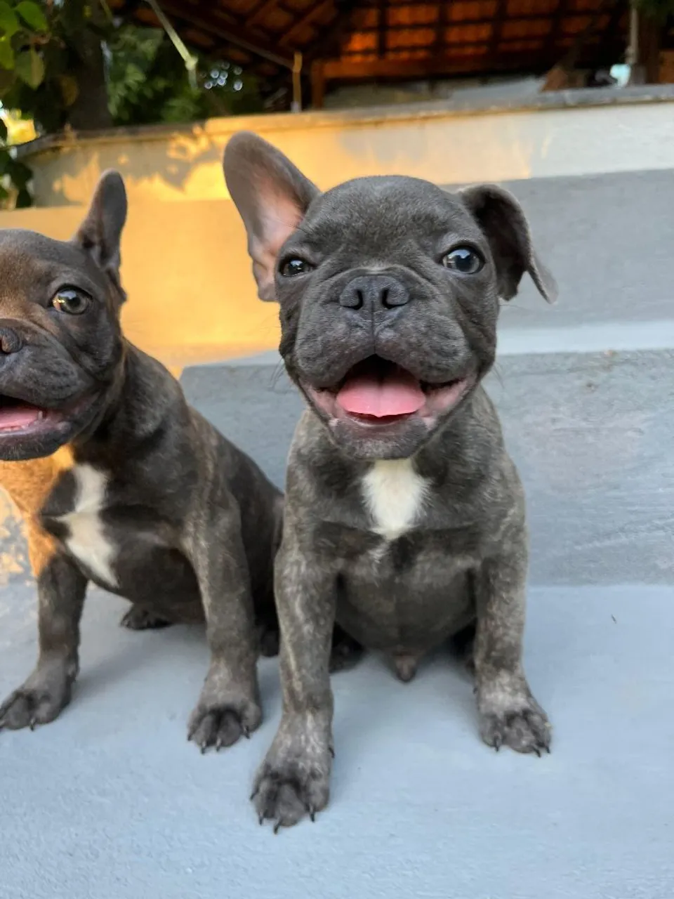 Bulldog Francês macho