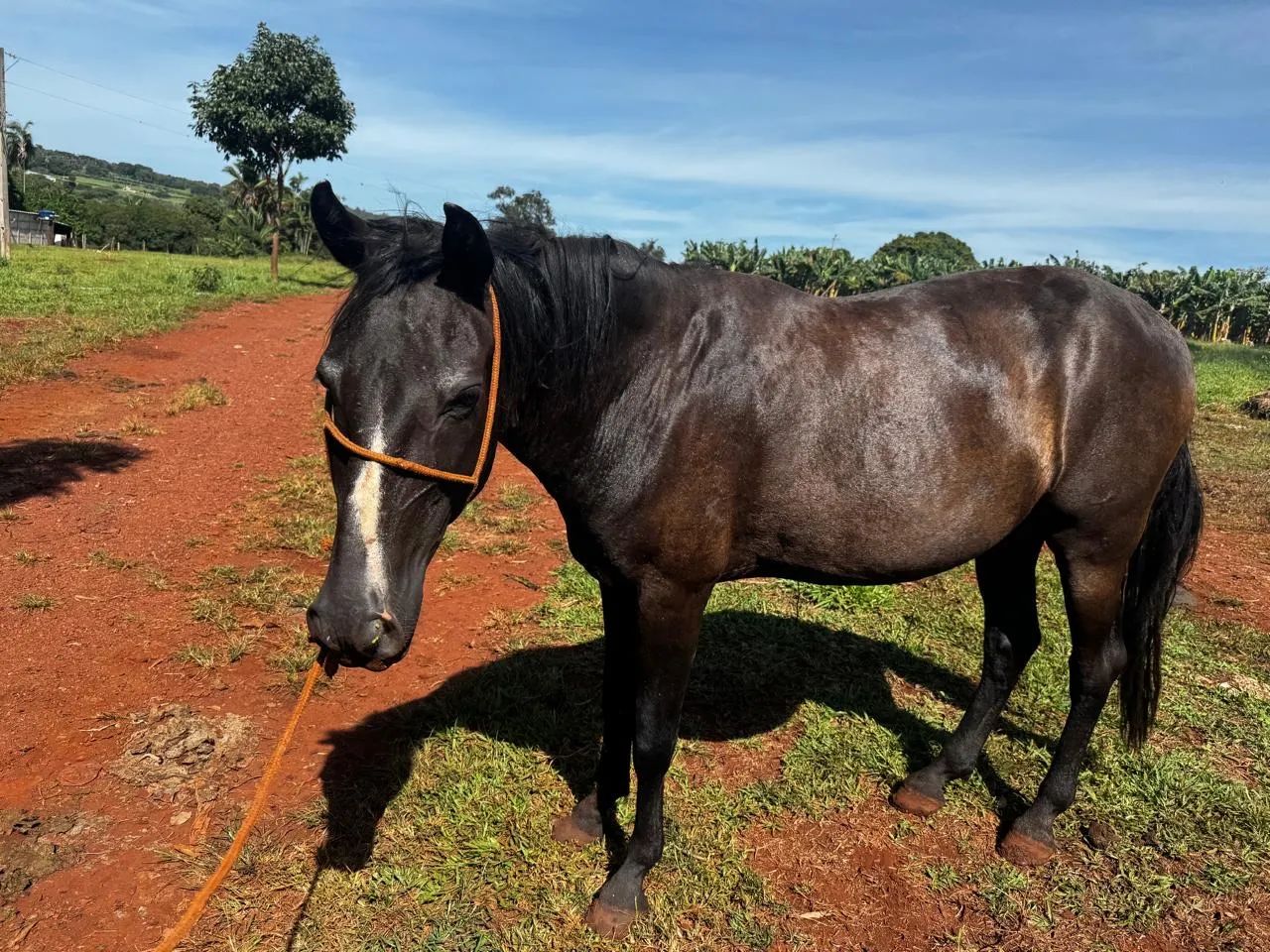 Cavalo Mangalarga Marchador - Foto 2